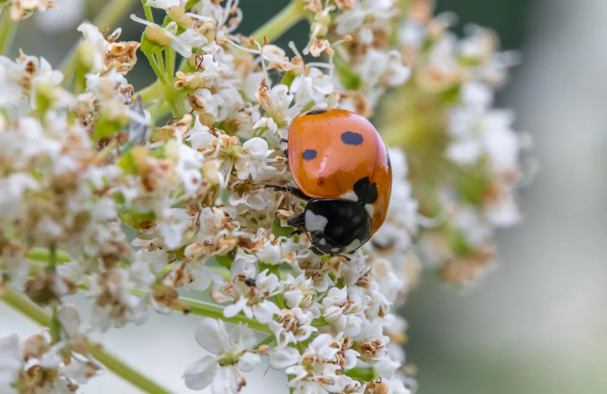 Blühstreifen zwischen Gemüsebeeten