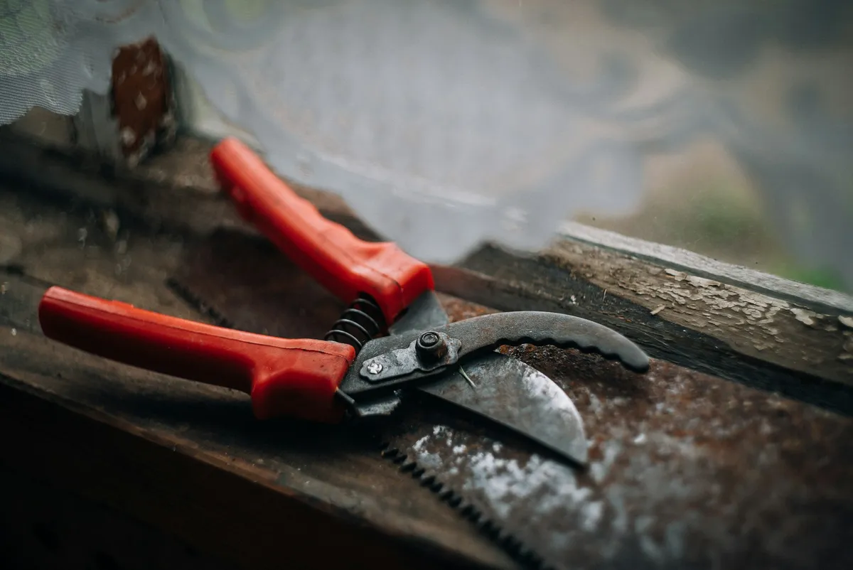 Rote Gartenschere und Handsäge als Schnittwerkzeug für den Obstbaumschnitt, abgelegt auf verwittertem Holz.