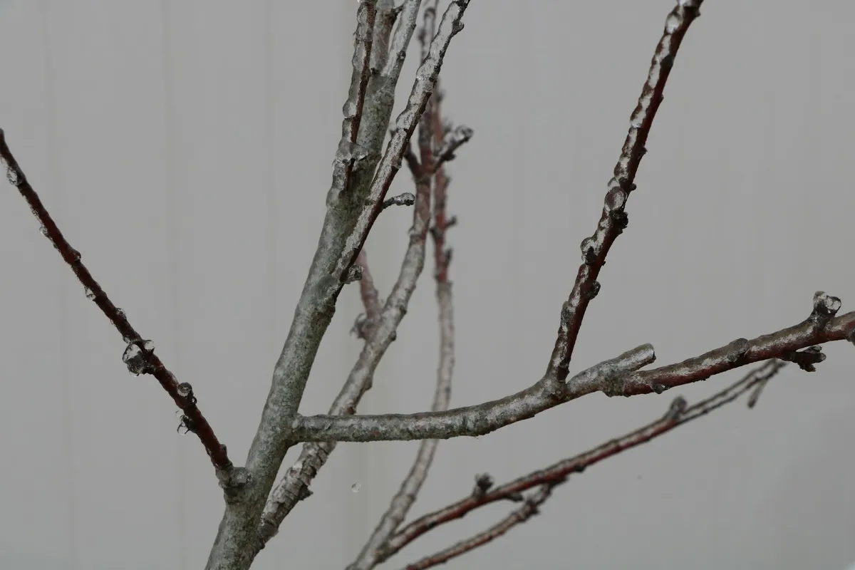 Kahle Zweige eines Obstbaums mit sichtbaren Knospen vor grauem Winterhimmel.