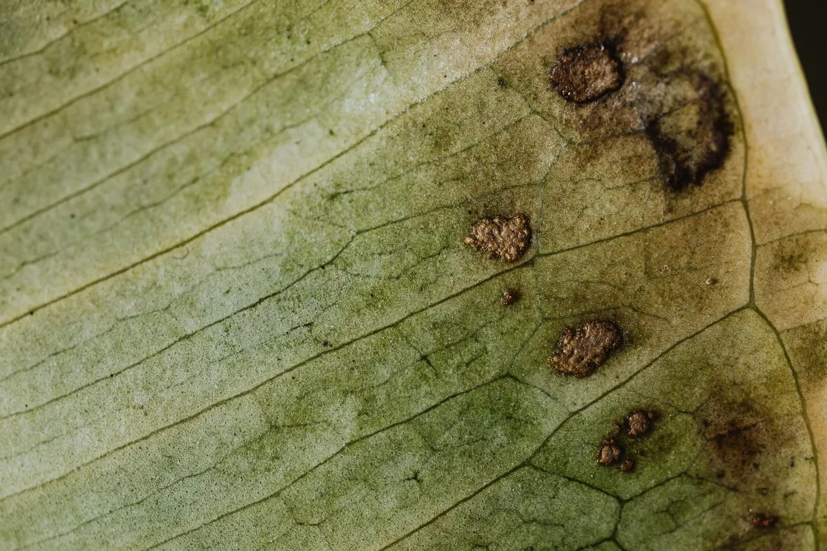 Paprikapflanze verliert Blüten – Problem