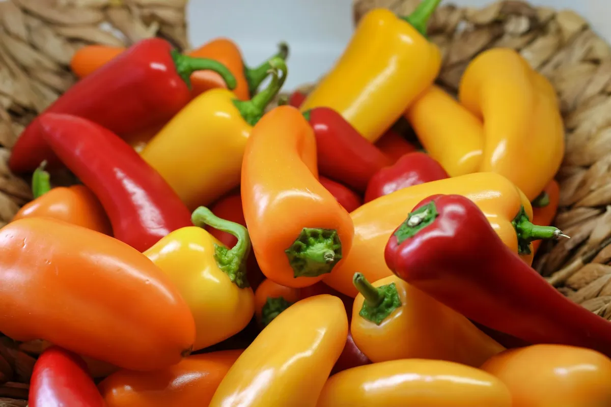 Reife Paprika wird aus dem Topf geerntet
