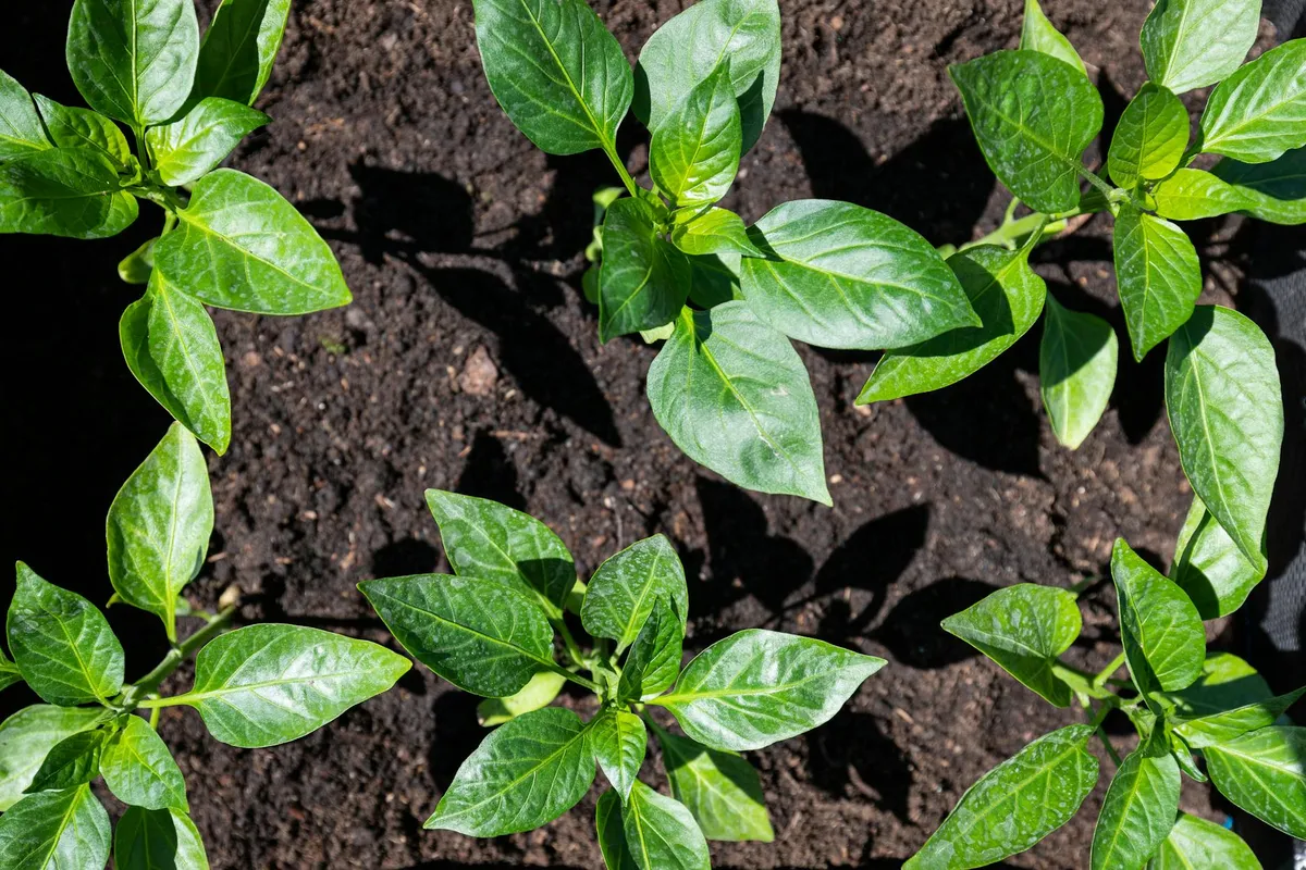 Junge Paprika-Pflanzen wachsen dicht in Gartenerde