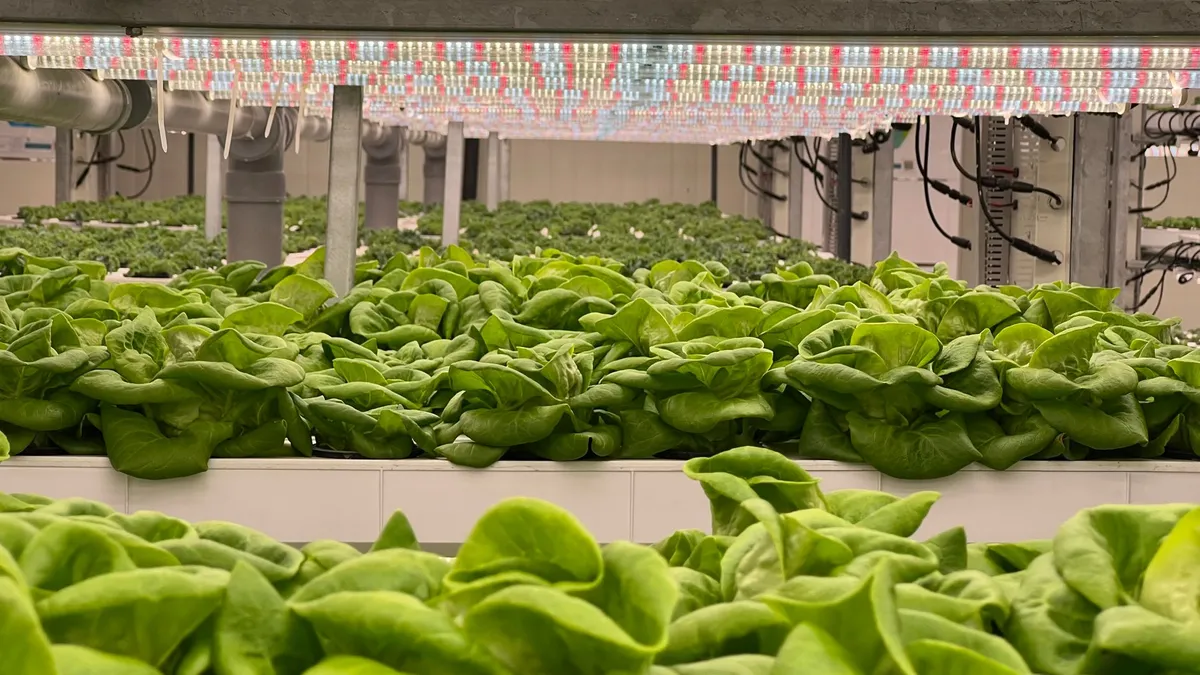 Salatpflanzen in Reihen unter einer LED-Leiste mit rotem, blauem und weißem Licht in einer Indoor-Anlage