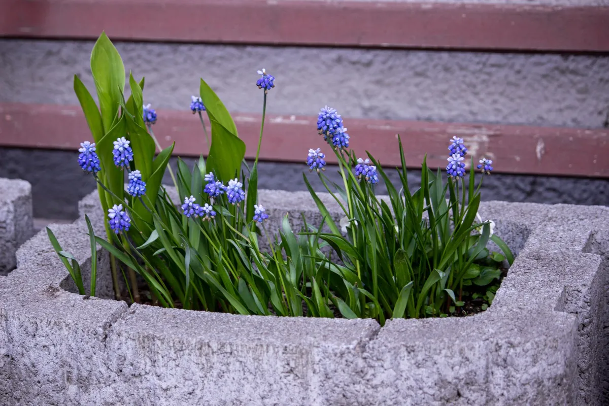 Eine begrünte Böschungsmauer aus bepflanzten Beton-Pflanzringen mit bunten Blumen.