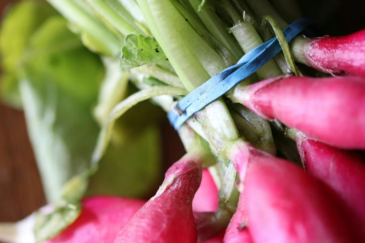 Frisch geerntete rote Radieschen