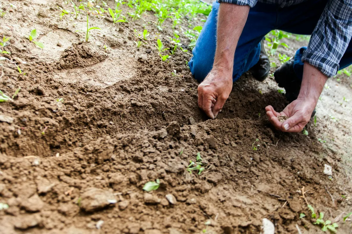 Radieschen-Samen werden direkt in das Gartenbeet in Reihen gesät
