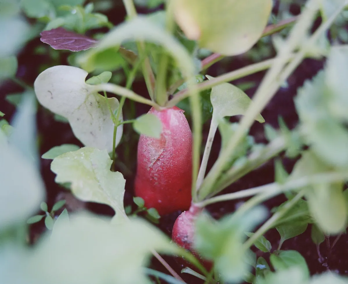 Radieschen im Beet werden gegossen
