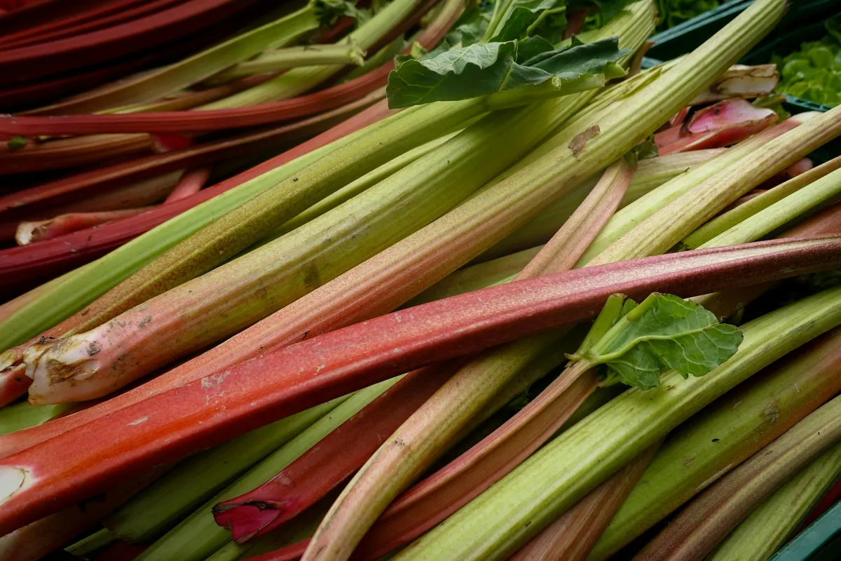 Rhabarberstiele werden geerntet und abgelegt