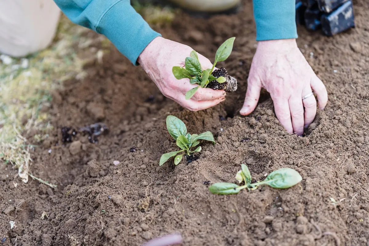 Nahaufnahme: Hände pflanzen kleine grüne Setzlinge in lockere, dunkle Gartenerde.
