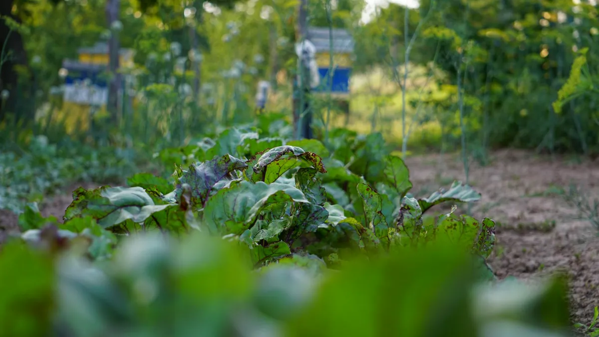 Rote-Bete-Pflanze im Beet mit roten Stielen