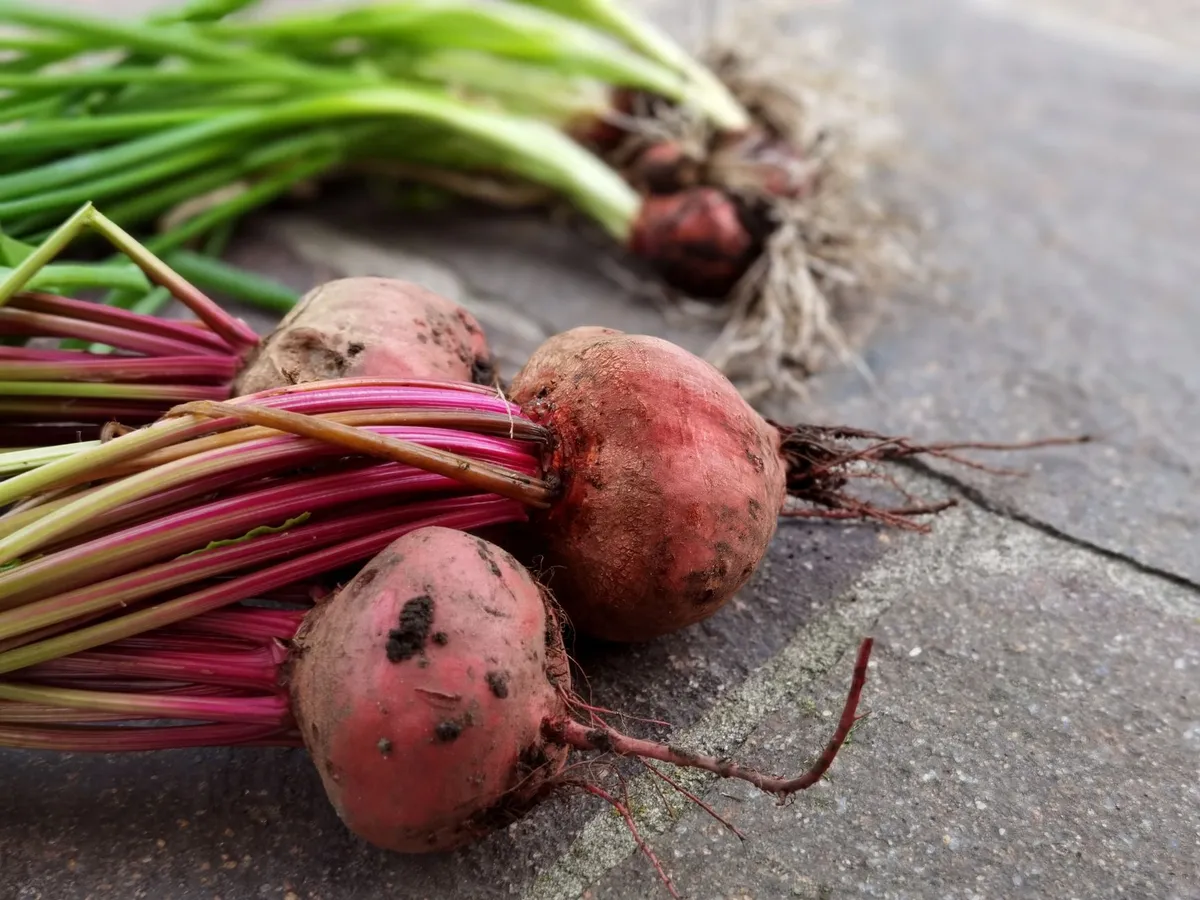 Drei frisch geerntete Rote Bete mit Blättern und Stielen liegen auf einem steinernen Untergrund.