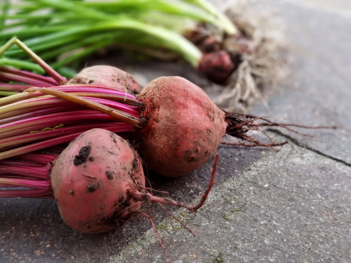 Drei frisch geerntete Rote Bete Knollen mit Stielen und Wurzeln liegen auf einem Steinboden.