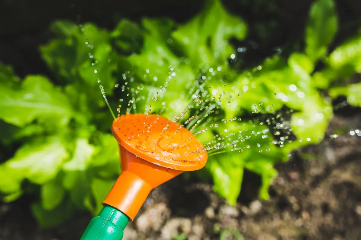 Frischer grüner Kopfsalat im Garten, sorgfältig bewässert, um Fehler zu vermeiden.