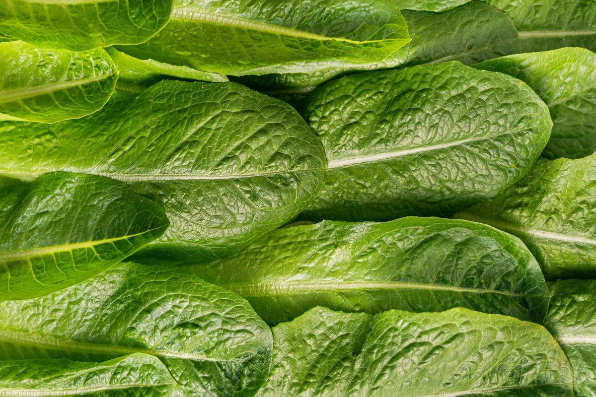 Frische, knackige Römersalat-Rippen im Detail
