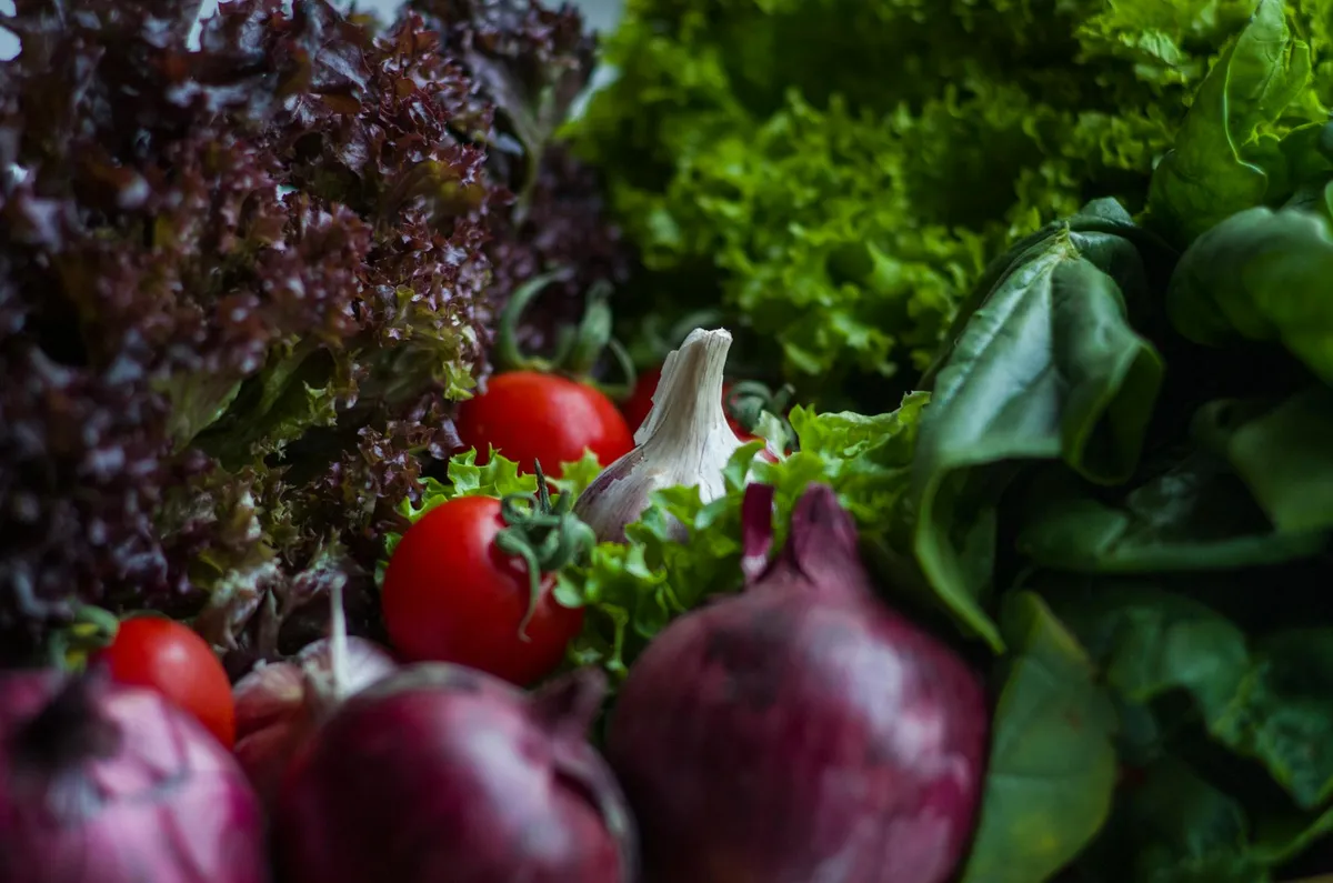 Gemüsebeet mit Salat, Mangold und anderen Blattgemüsen im Halbschatten