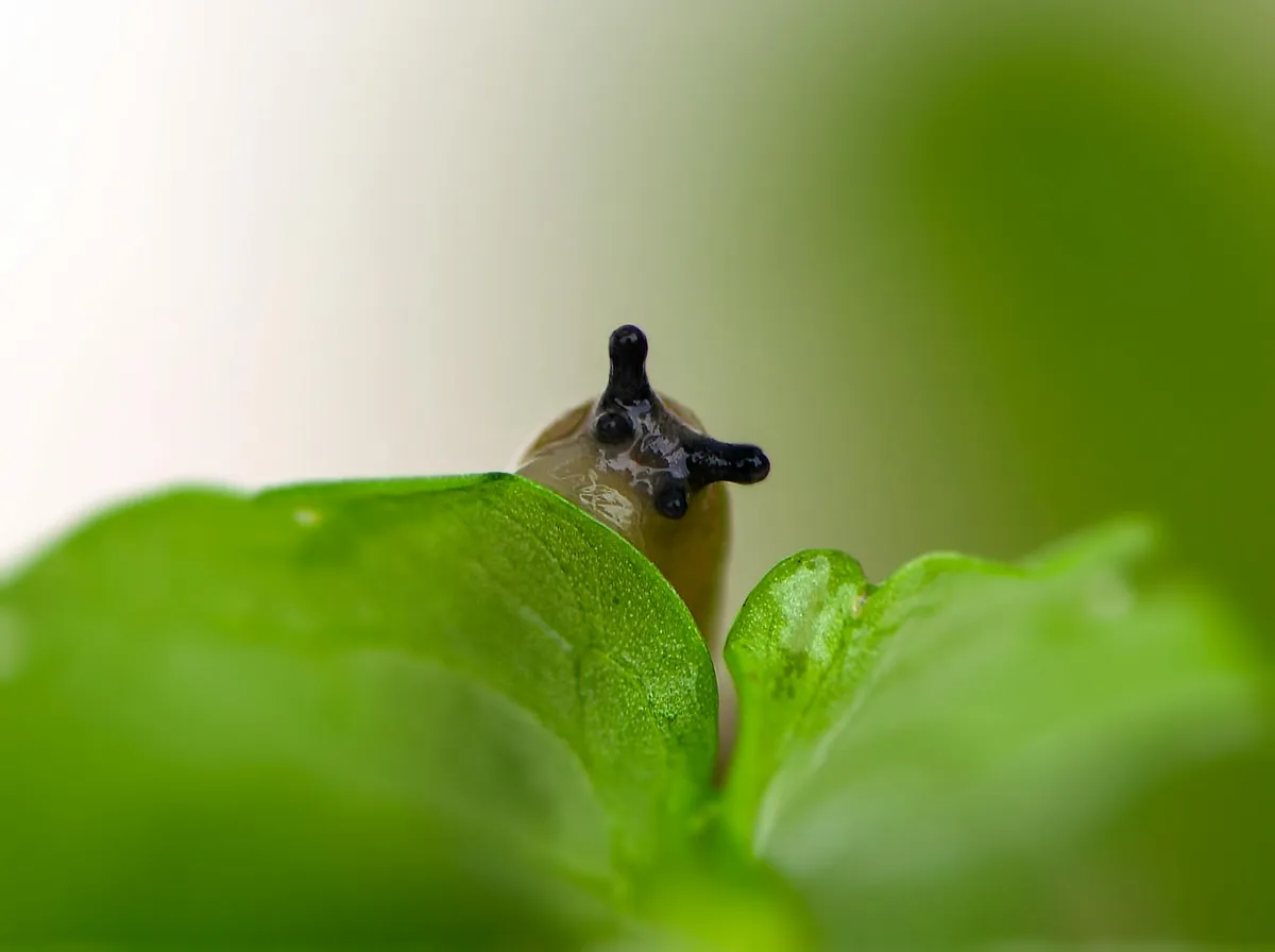 Nacktschnecke im Gemüsegarten