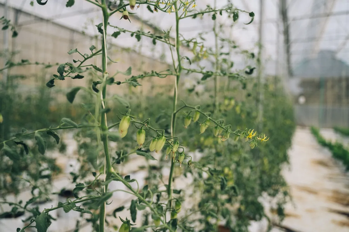 Nahaufnahme einer leuchtend gelben Tomatenblüte an der Pflanze.