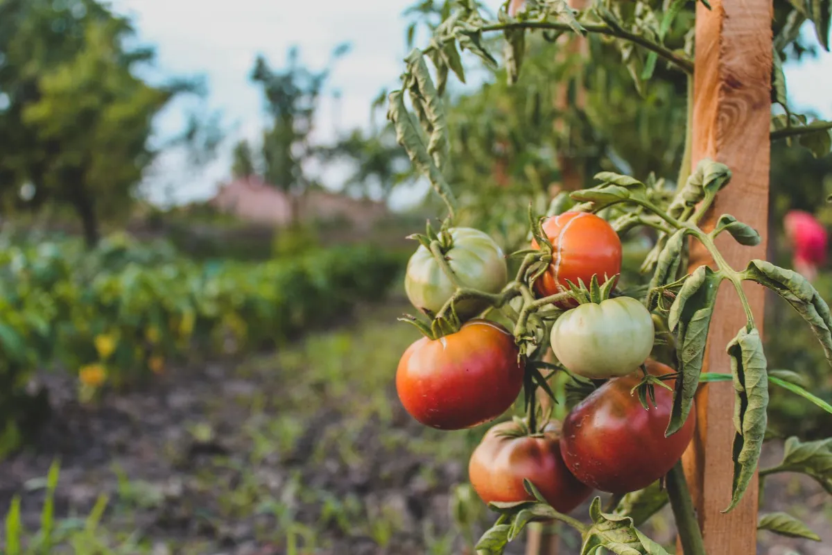 Eine Hand pflückt eine reife, rote Tomate von der Rispe im Garten.