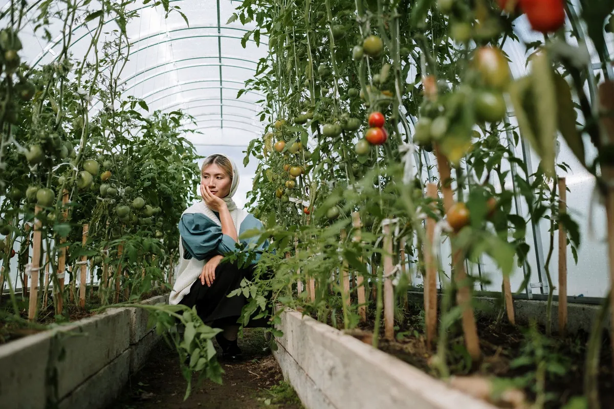 Vergleich von Tomatenpflanzen im Freiland, Kübel und Gewächshaus.