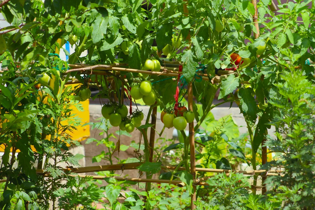 Tomatenpflanze wird am Bambusstab aufgebunden