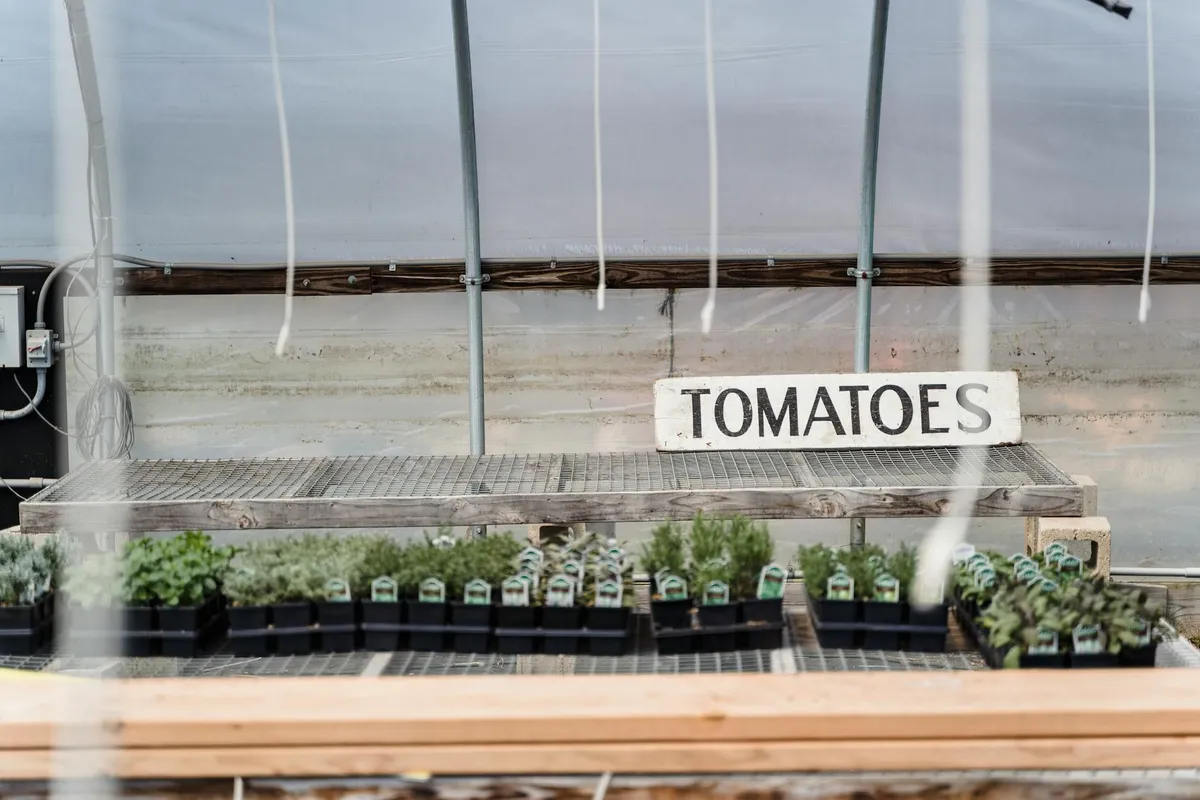 Tomatensetzlinge auf Gartenbank im Freien, Abhärten vor dem Auspflanzen