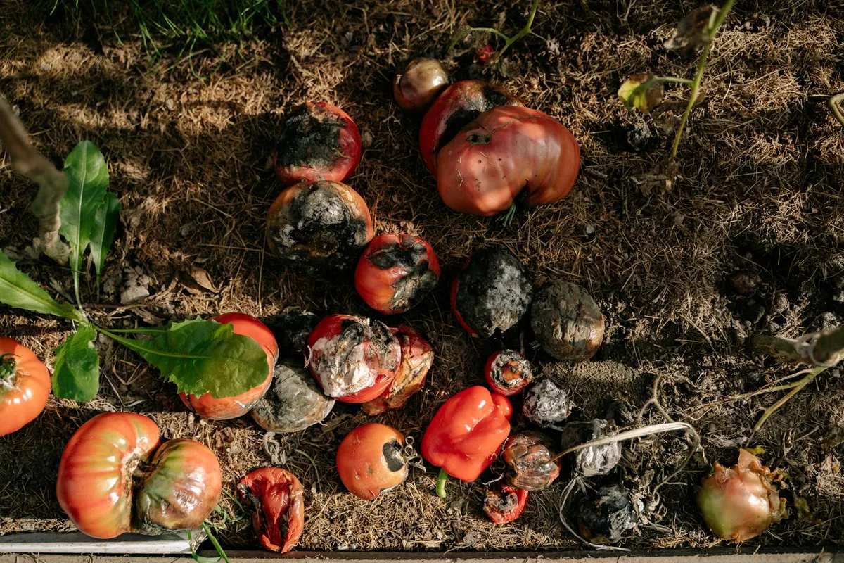 Tomatenpflanze mit Nährstoffmangel