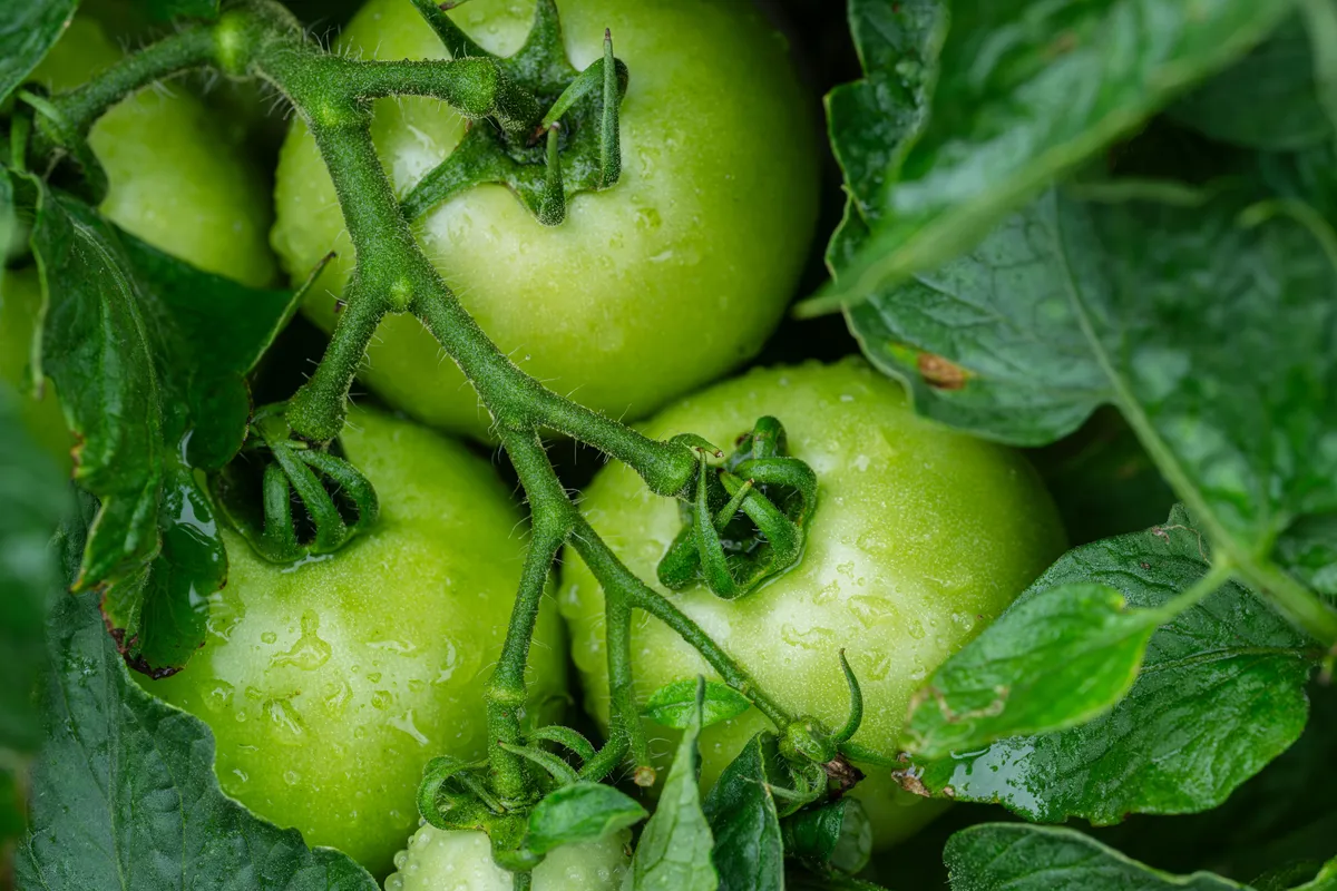 Unreife grüne Tomaten hängen dicht zwischen schützenden Blättern