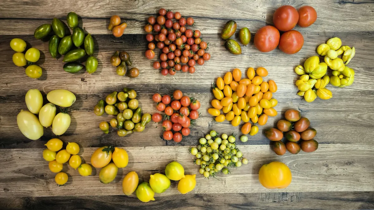 Tomaten sorten uebersicht sorten