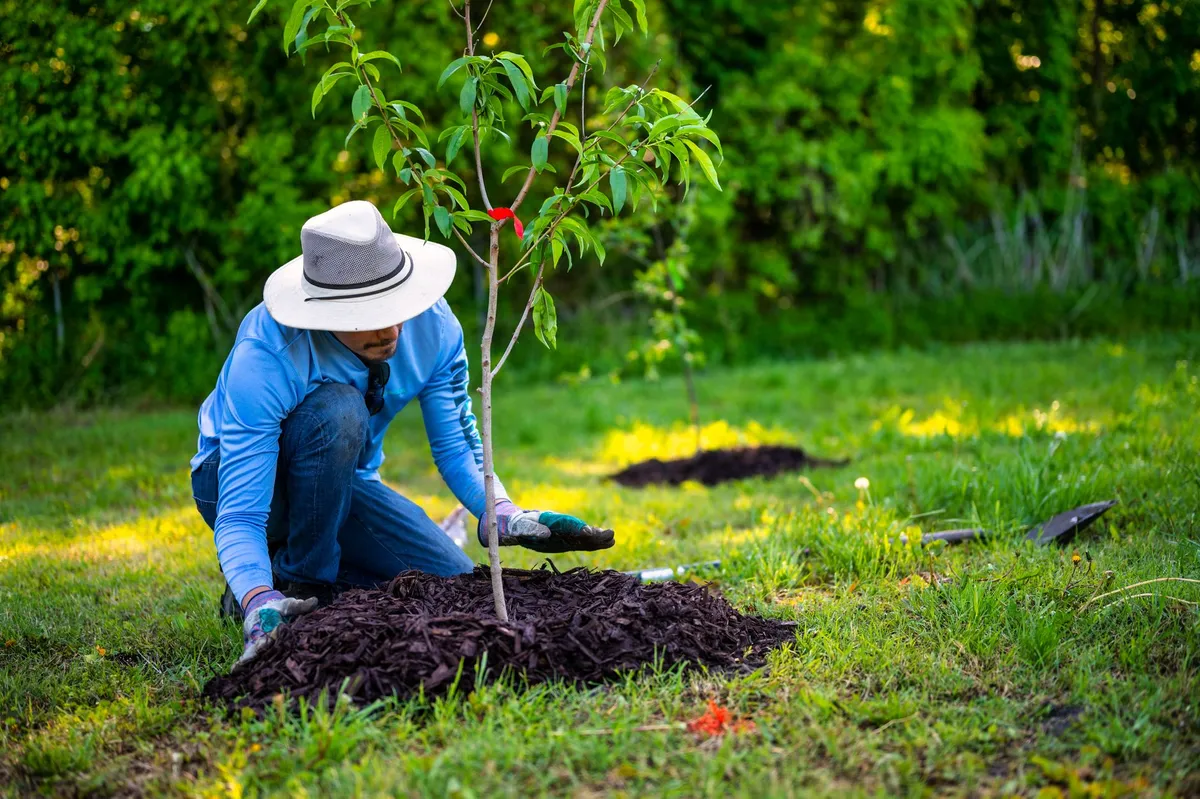 Hände verteilen Rindenmulch um den Fuß einer Staude in einem herbstlichen Gartenbeet.
