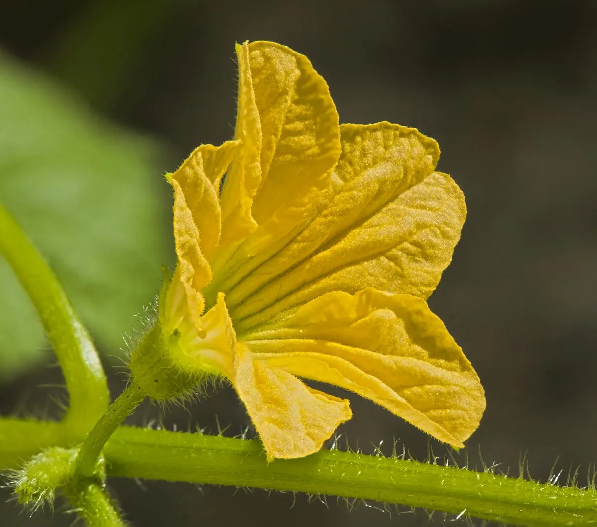 Frisch geerntete grüne Zucchini