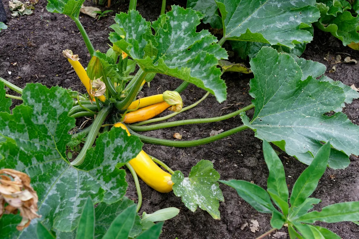 Frisch geerntete gelbe und grüne Zucchini