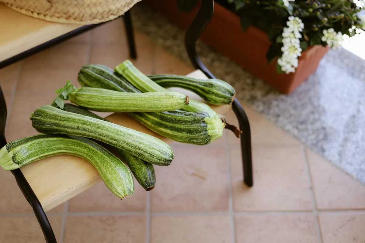 Zucchini wächst im Kübel auf dem Balkon
