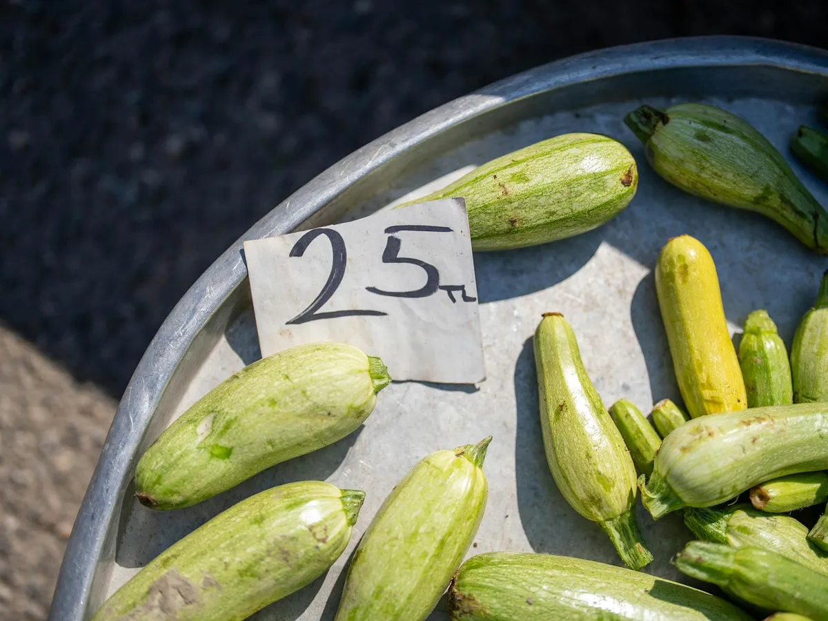 Zucchinifruchtstiel fault an der Basis