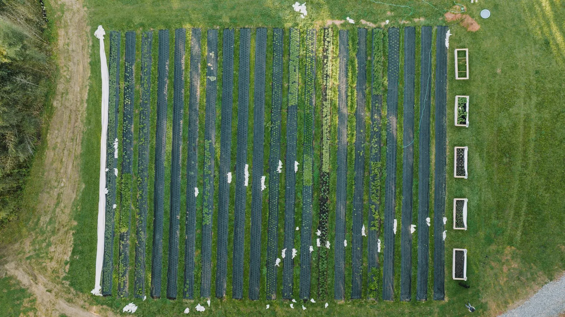 Frisch angelegtes Gemüsebeet mit gleichmäßigen Pflanzreihen