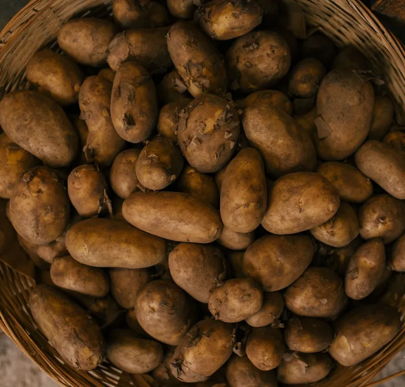 Frisch geerntete Kartoffeln mit Erde liegen in einem Korb im Garten.