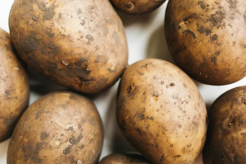 Kartoffelpflanzen in Reihen auf dem Feld