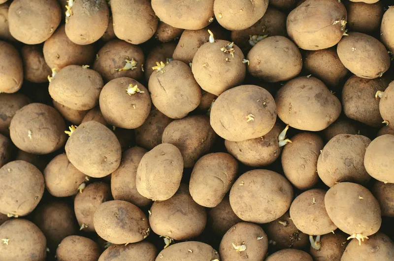 Saatkartoffeln mit kurzen grünen Keimen auf hellem Untergrund