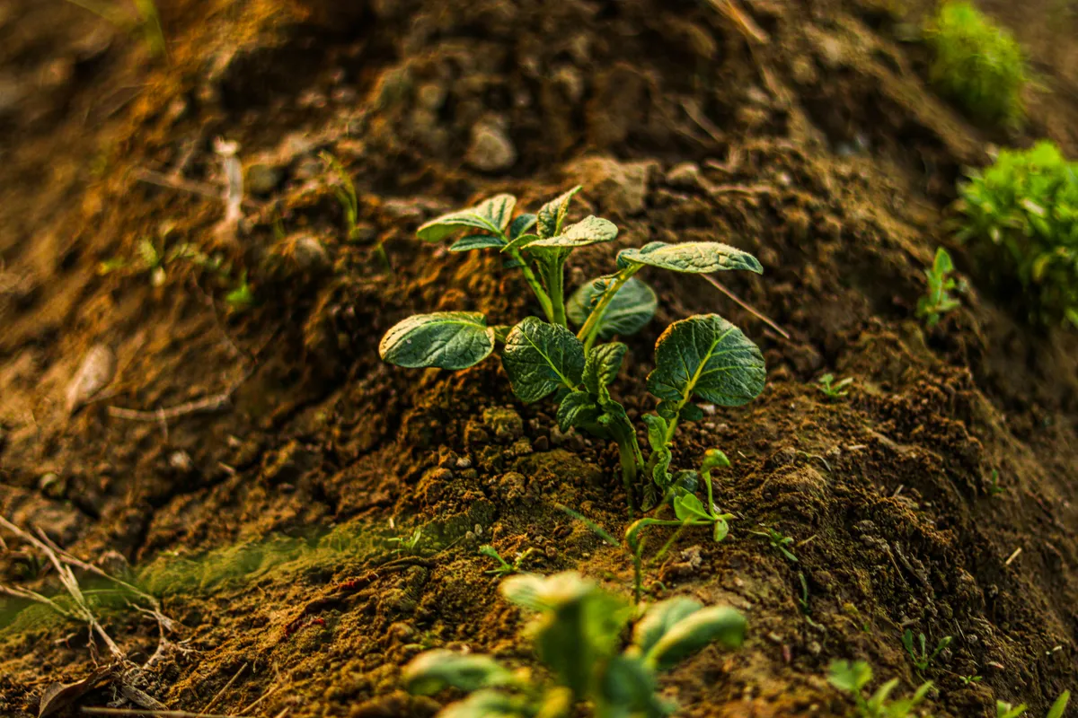 Junger Kartoffeltrieb bricht durch die Gartenerde