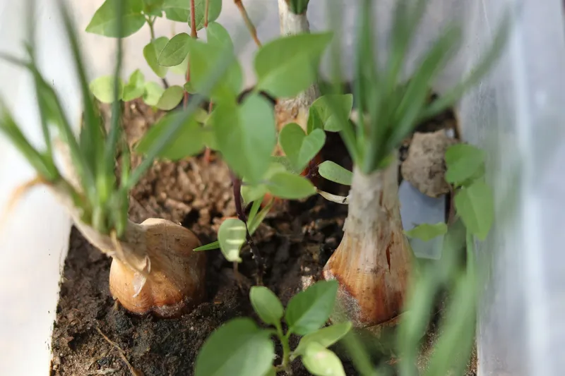 Knoblauchzwiebeln mit grünen Trieben in dunkler Erde, dazwischen kleine Blättchen anderer Jungpflanzen