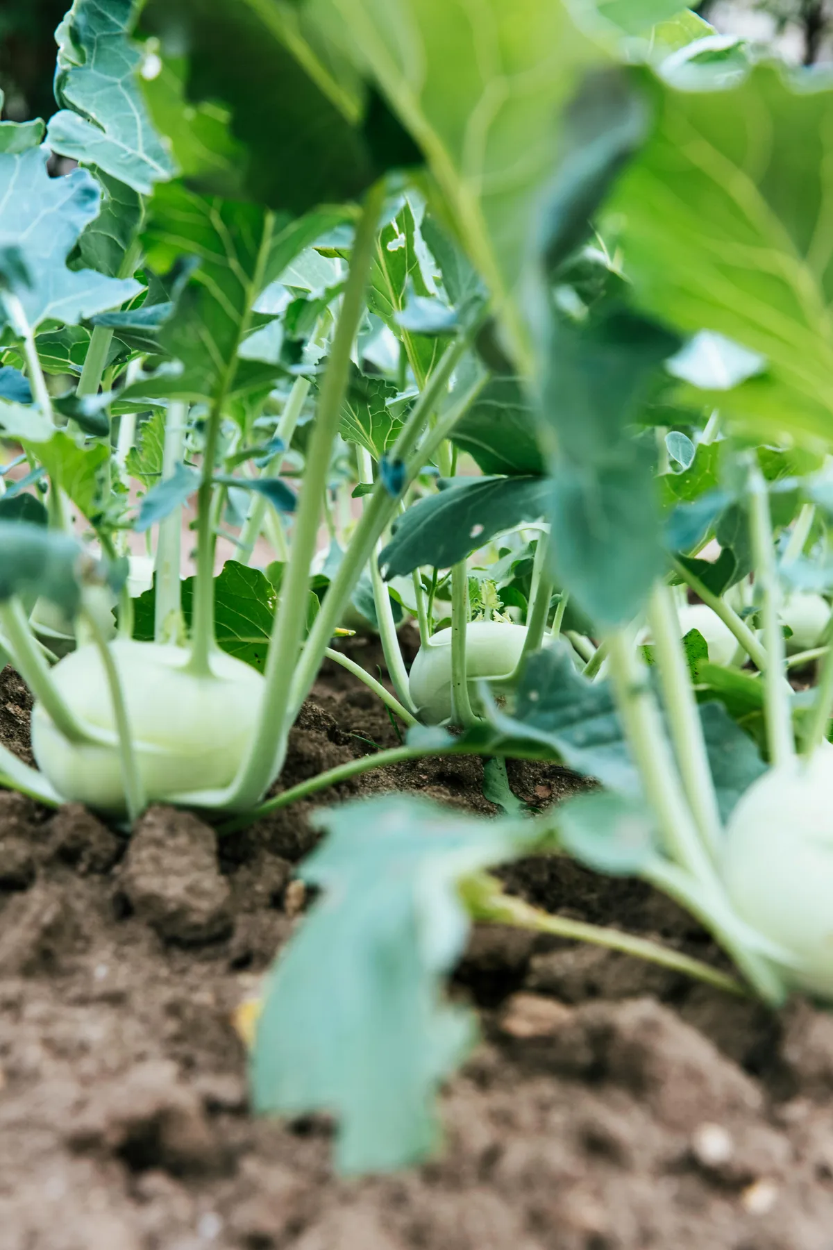 Reife Kohlrabi-Knollen kurz vor der Ernte im Gemüsebeet