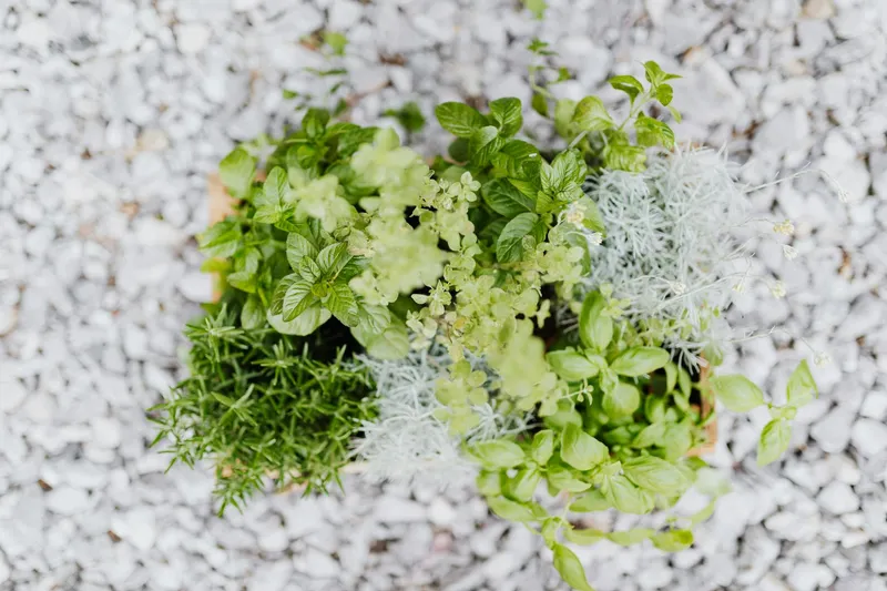 Üppig bepflanztes Kräuterbeet mit verschiedenen Küchenkräutern im Frühling