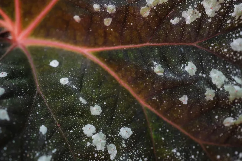 Weißer mehltauartiger Pilzbefall auf einem Gartenblatt