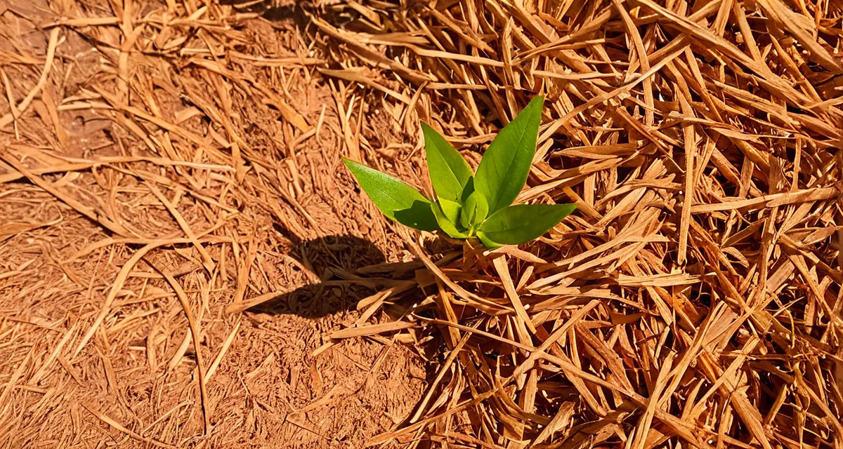 Gemüsebeet mit Stroh gemulcht – Feuchtigkeit und Unkrautschutz