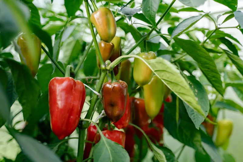 Paprika-Setzlinge unter Pflanzenlampe auf heller Fensterbank