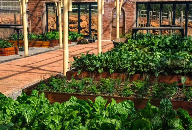 Salatpflanzen mit Schattier-Vlies in einem Sommerbeet, umgeben von Bewässerungsschläuchen