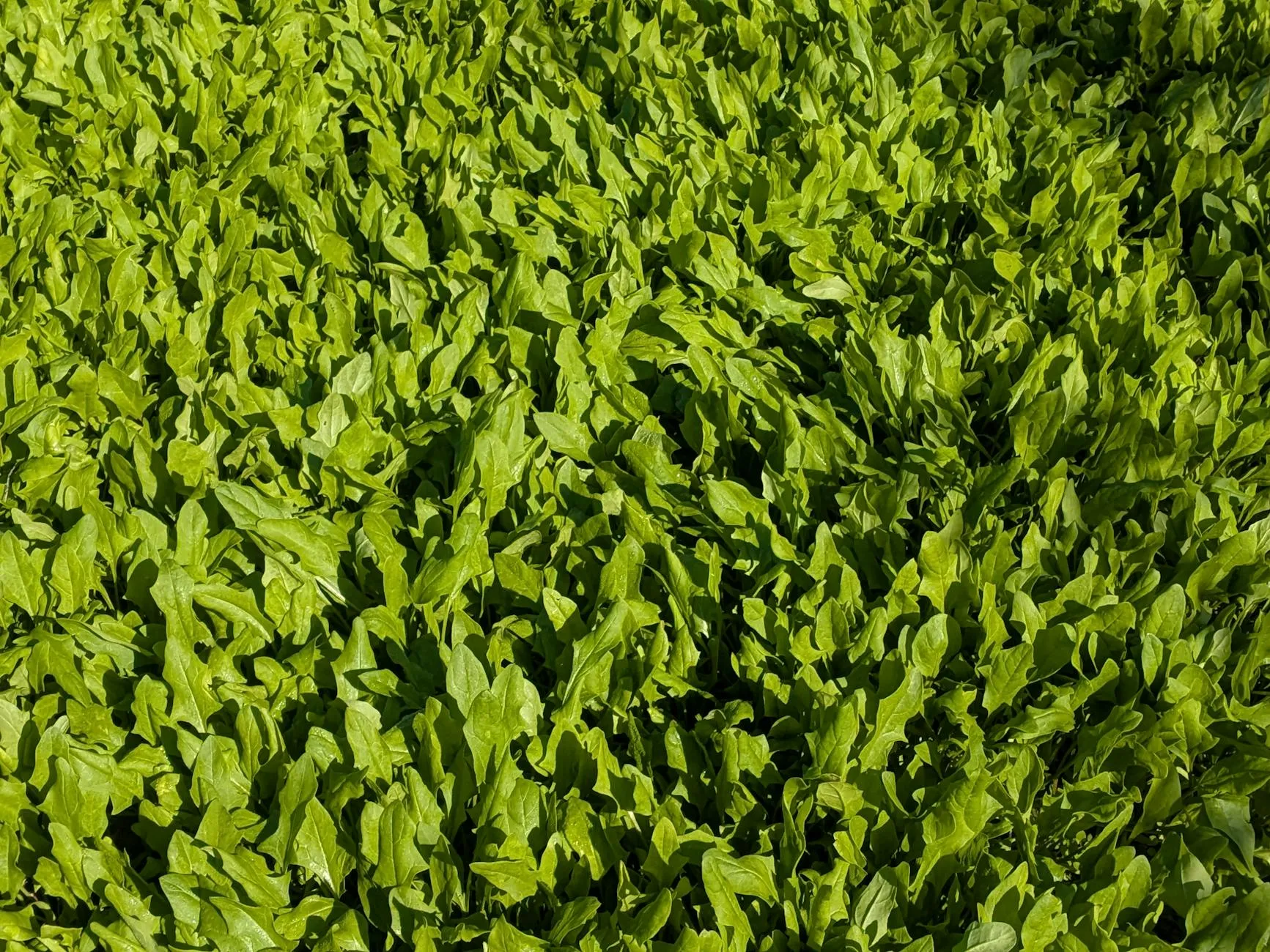 Junger Spinat mit sattgrünen Blättern im Frühlingsbeet