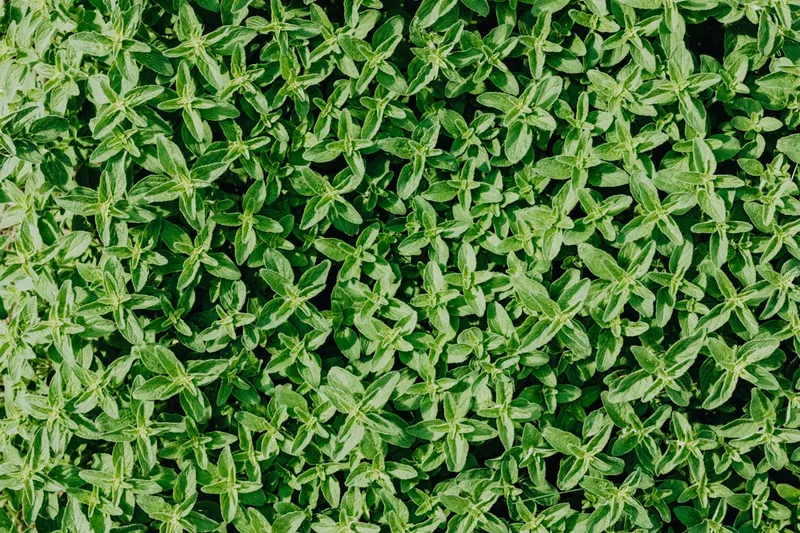 Buschiger Thymian mit kleinen graugrünen Blättern und lila Blütenähren in einem sonnigen Kräuterbeet