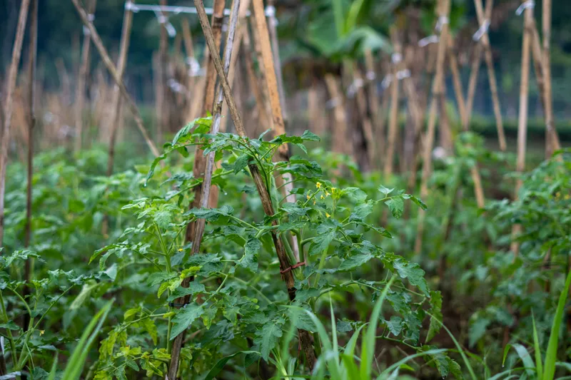 Tomatenpflanze im Garten mit sichtbaren Seitentrieben zwischen Haupttrieb und Blattachsel