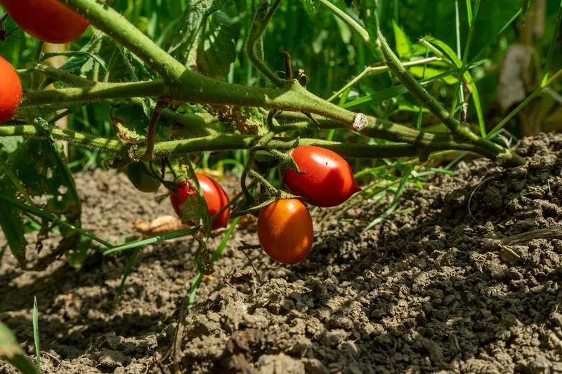 Tomatenpflanze mit reifen und unreifen Früchten an der Rispe im Freiland