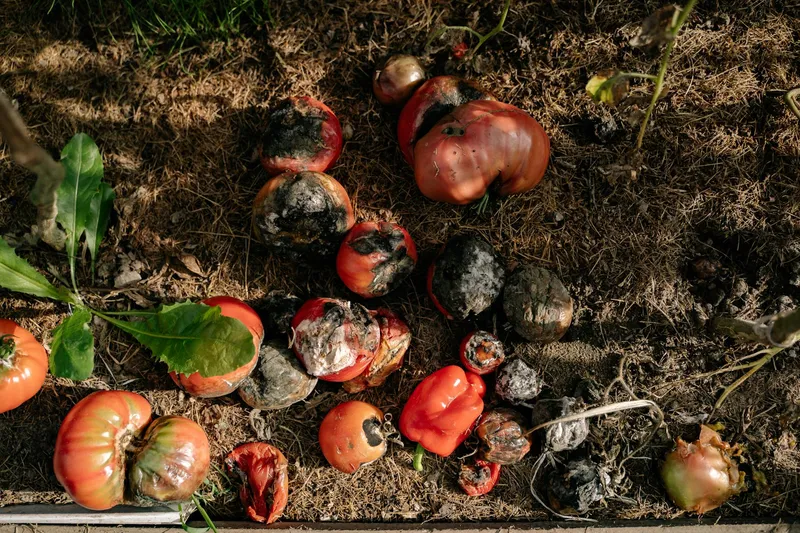 Tomatenpflanzen mit ersten dunklen Blattflecken als Frühwarnzeichen der Braunfäule